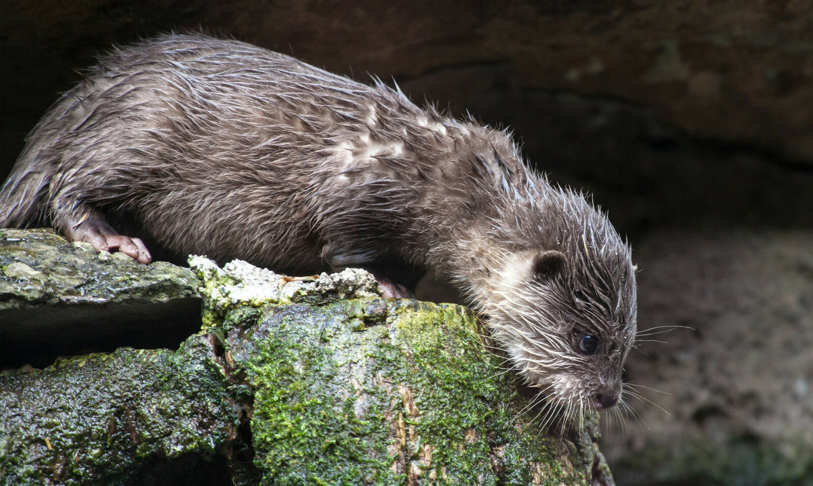 loutre