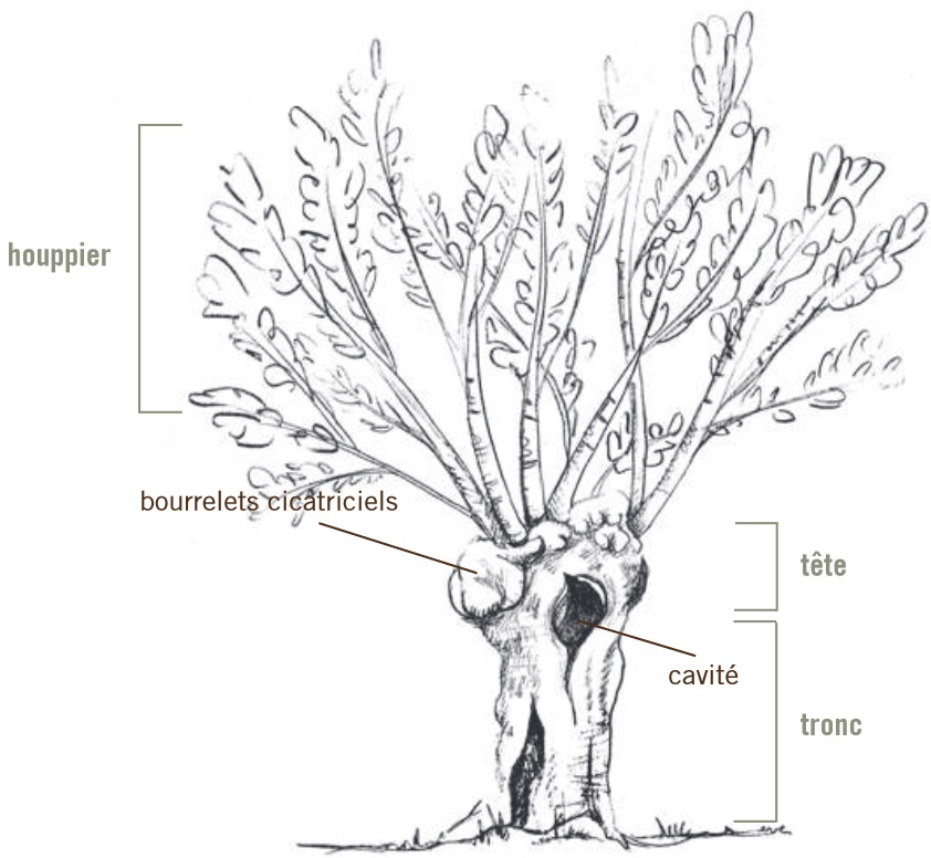 Description de l'image