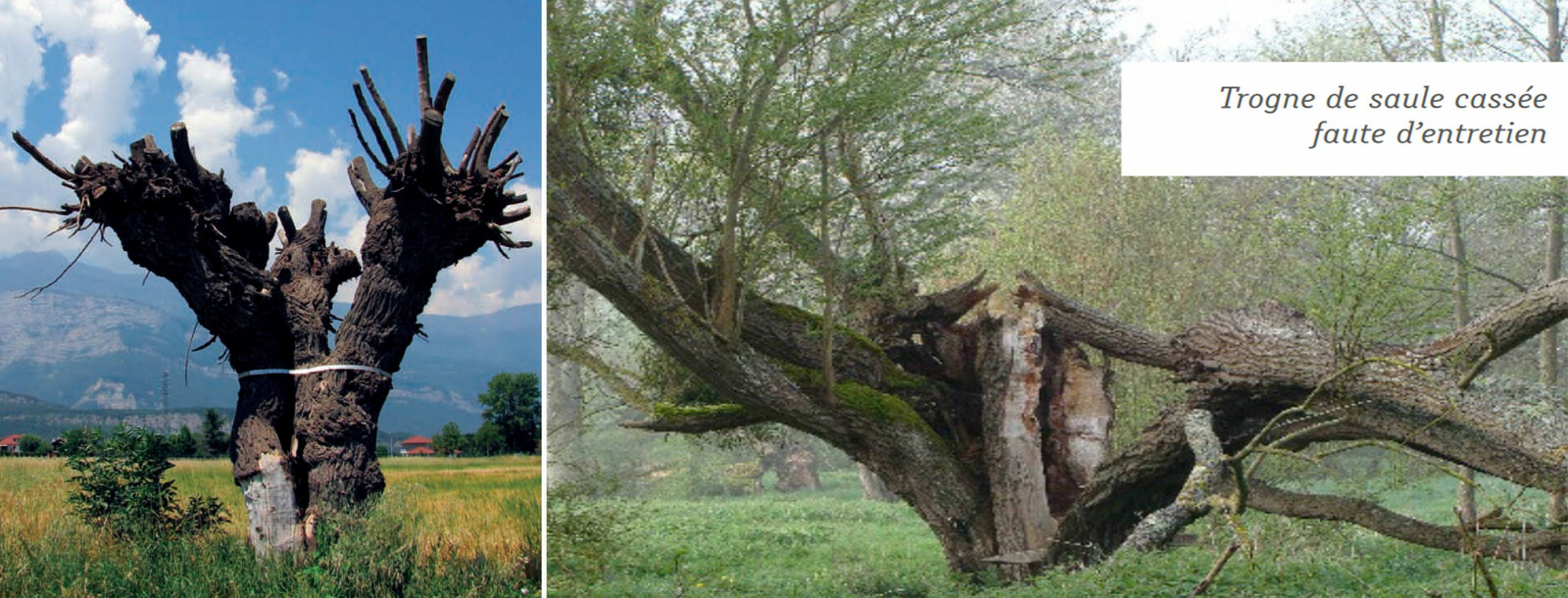 arbres tetards