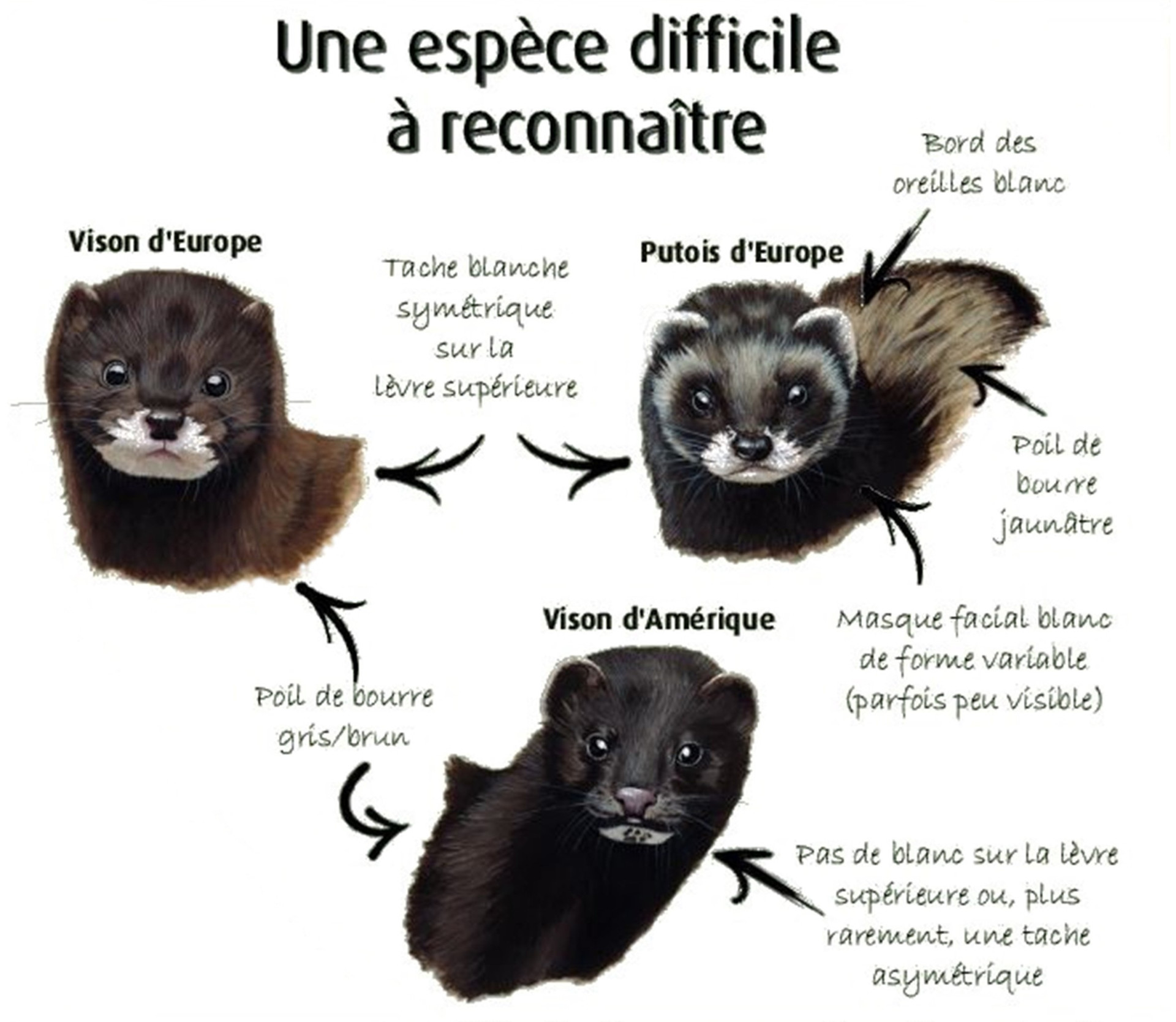 Vison d'Europe